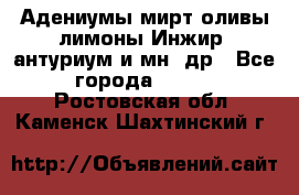 Адениумы,мирт,оливы,лимоны,Инжир, антуриум и мн .др - Все города  »    . Ростовская обл.,Каменск-Шахтинский г.
